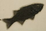 Multiple Fossil Fish (Mioplosus & Knightia) Plate - Wyoming #383029-1